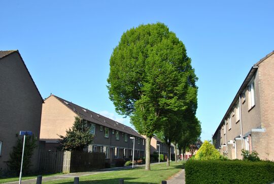 carpinus_betulus_fastigiata