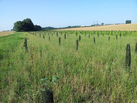 Arbres plantés au vert fossé